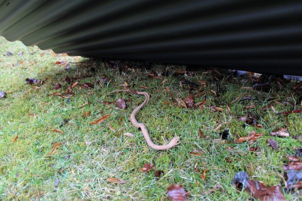 Schlangenunterschlupf GTH-SU Reptilien- und Schlangenplatten (PVC)