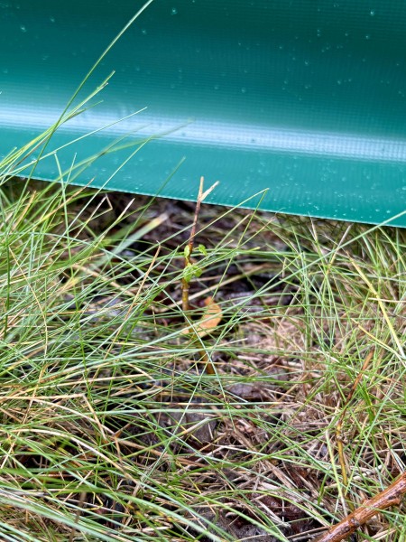 Amphibienschutzzaun-Niederhalter